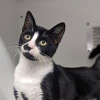 Photo of Domino