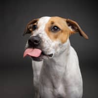 Photo of Lola   1 Year Old Cattle Dog X Staffy