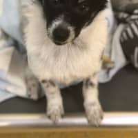 Photo of Oscar