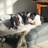 Photo of Cash & Casino   4 & 2 Year Old Boston Terriers