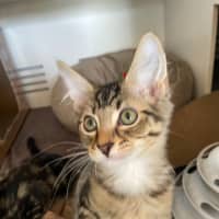 Photo of Stegosaurus