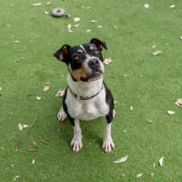 Photo of Patches