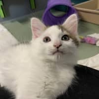 Photo of Tinkerbelle