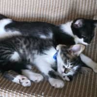 Photo of Lucky