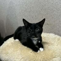 Photo of Oreo