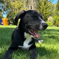 Photo of Murphy   16 Week Old Kelpie X Border Collie (Trial