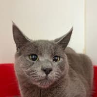Photo of Shoushou