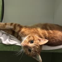 Photo of Pippin
