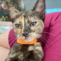 Photo of Silver (K64)