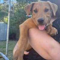 Photo of Pippa (P18)