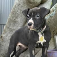 Photo of Rioli