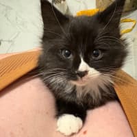 Photo of Fluoxetine Aka Flux