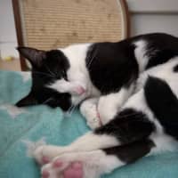 Photo of Amelia & Georgie   In Foster Care In Northcote