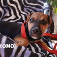 Photo of Kokomo