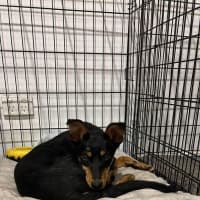 Photo of Toby 