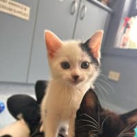 Photo of Froggy   In Foster Care In Ashburton