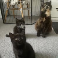 Photo of Pixie Belle