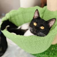 Photo of 11813   Tuxie