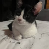 Photo of Mochi