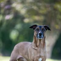 Photo of Fenrir