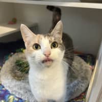 Photo of Kitty