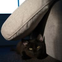 Photo of Tippa & Sooty   7 Month Old Domestic Medium Hair