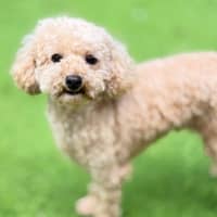 Photo of Millie