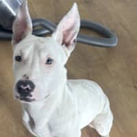 Photo of Ollie