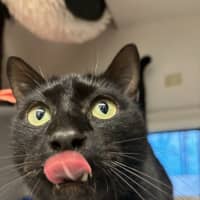 Photo of Humphrey