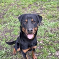Photo of Bear