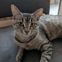 Photo of Marceline   In Foster Care In Preston