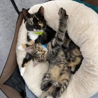 Photo of Izzy *9 Lives Project Rescue*