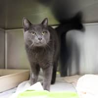 Photo of Bosco