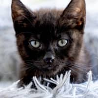 Photo of Kit