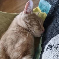 Photo of Champy