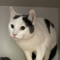 Photo of Wicket