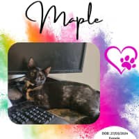Photo of Maple 