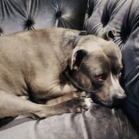Photo of Ace