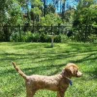 Photo of Dewey   4 Month Old Toy Poodle