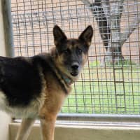 Photo of Fetta (65752)