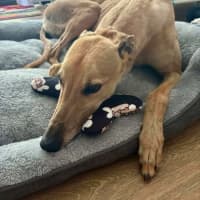 Photo of Kashi, The Greyhound Queen 👑