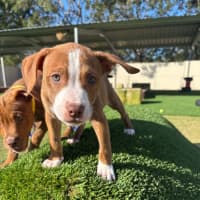 Photo of Nutmeg   4 Month Old Staffy X