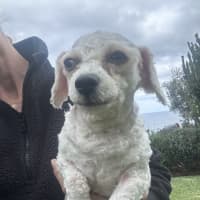 Photo of Dolly