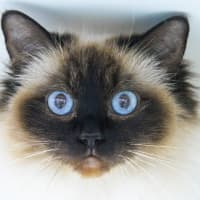 Photo of Layla