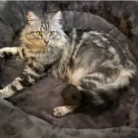 Photo of Samson 