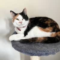 Photo of Zha Zha Gapurr *9 Lives Project Rescue*