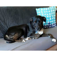 Photo of Sasha *$250 Adoption Fee*