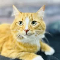 Photo of Thelonious   Located In Fitzroy 