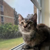 Photo of Biscuit