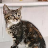 Photo of Arabella